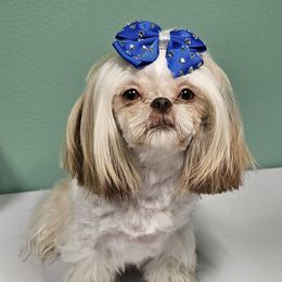 Lexi - Shih Tzu