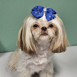Lexi - Shih Tzu