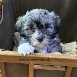 Havanese and Labrador Retriever Puppies from Hudson Valley Labradors and Havanese of Claverack