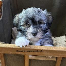 Havanese and Labrador Retriever Puppies from Hudson Valley Labradors and Havanese of Claverack