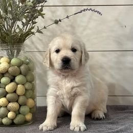 Orange collar - Golden Retriever puppy in Foreman, Arkansas from Indy's Goldens