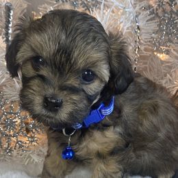 Girl 2 - Chocolate sable Havapoo puppy in Tropic, Utah from Lady Paws-Kara