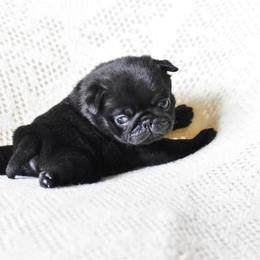 Greta - Black female Pug puppy in Caldwell, Ohio from Folklore Kennel