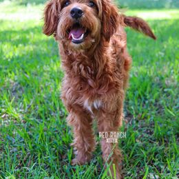 Georgia - Goldendoodle