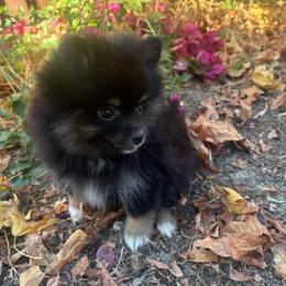 Prada - Blue and tan female Pomeranian puppy in Hercules, California from Foxx Dior Poms