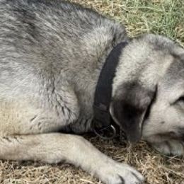 Anatolian Shepherd Dogs and Russell Terriers from SUBLIME JACKS N ANATOLIANS