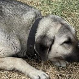 Anatolian Shepherd Dogs and Russell Terriers from SUBLIME JACKS N ANATOLIANS