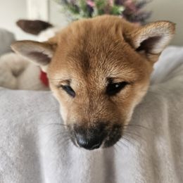 Shiba Inu Puppies from Shiba Shenanigans