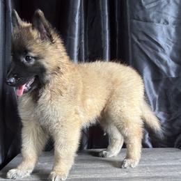 Belgian Tervuren Puppies from Baulerschmidt Belgians
