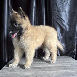 Belgian Tervuren Puppies from Baulerschmidt Belgians