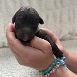 Trails - Chocolate female Goldendoodle puppy in Lancaster, Pennsylvania from Doodles in the Skye