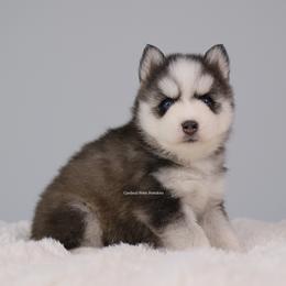 Fable - Gray and white female Pomsky puppy in Loxahatchee, Florida from Cardinal Point Pomskies