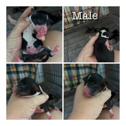 Louie - Tri-color male Bernedoodle puppy in Rising Sun, Indiana from Ruby Lane Doodles