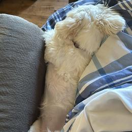 Shih Tzu All Grown Up from Golden Goddess Shih Tzu's