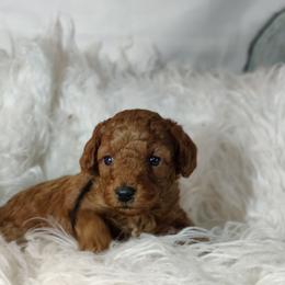 Asher OFA and CHIC sire - Red  male Poodle puppy in Westfield, North Carolina from Legacy Pets