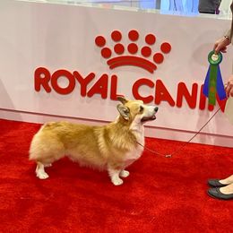 Castle - Pembroke Welsh Corgi