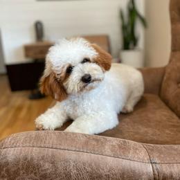 Coco - Assorted Doodle Crosses