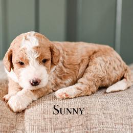 Girl 5 - female Bernedoodle puppy in Tucson, Arizona from Sun Valley Goldendoodles