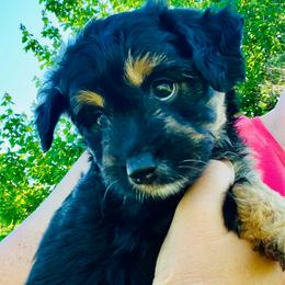 Rylee - Black phantom female Aussiedoodle puppy in Hamilton, Michigan from White Pine Farm