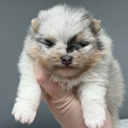 Jasmine - Blue merle female Pomeranian puppy in Newark, Ohio from Keeperofstars Pomeranians