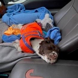 English Springer Spaniel Puppies from Sara's English Springer Spaniels