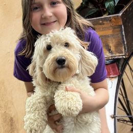 Bernedoodle and Goldendoodle Puppies from I Dream of Doodles