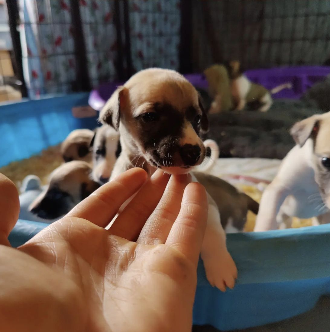 Imperialis Kennels in Oregon Whippet puppies Good Dog