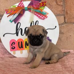 Yellow collar - Fawn male Pug puppy in Tucson, Arizona from Furever Friends