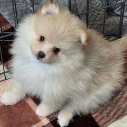 Polo - Cream parti male Pomeranian puppy in Kempner, Texas from Heart Of Texas Pom's