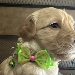 Lime Green Pup - Golden Double Doodle puppy in San Juan, Texas from Cash & June’s Double Doodles