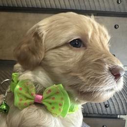 Lime Green Pup - Golden Double Doodle puppy in San Juan, Texas from Cash & June’s Double Doodles