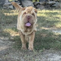 Chinese Shar-Pei, Cocker Spaniel, and Companion Cross Puppies from Mini Hippo Land