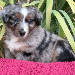Jess - Blue merle female Australian Shepherd puppy in Harrah, Oklahoma from Kamm's Aussies
