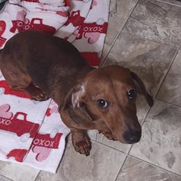 Danes - Dachshund