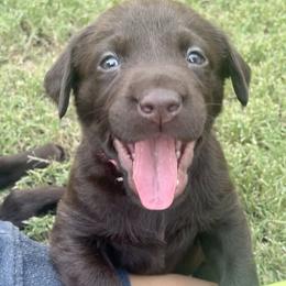 Golden Retriever and Labrador Retriever Puppies from All Around Retrievers