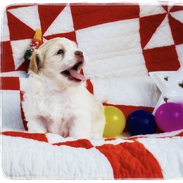 Havanese Puppies from Cloud 9 Havanese