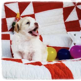 Havanese Puppies from Cloud 9 Havanese