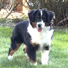 Willow - Black tri female Miniature American Shepherd puppy in Cowlitz County, Washington from Pleasant Woods Miniature American Shepherds