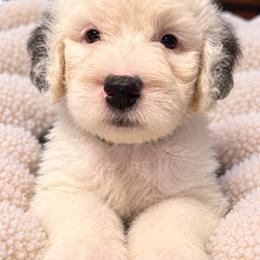 Green - Gray and white male Old English Sheepdog puppy in Iowa from Midwest Puppy Paws