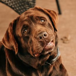 Gracie - Labrador Retriever
