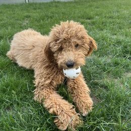 Goldendoodle All Grown Up from Hope RI Goldendoodles
