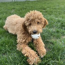 Goldendoodle All Grown Up from Hope RI Goldendoodles