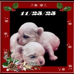 Maltese and Yorkshire Terrier Puppies from Lydia's Maltese and Yorkshire Terriers