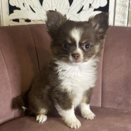 Boy 3 - male Chihuahua puppy in Northboro, Iowa from So Sweet Chihuahuas