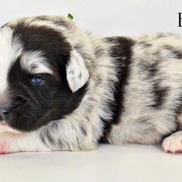 Green collar - Blue merle male Miniature Australian Shepherd puppy in Brooker, Florida from Triple Branch Aussies