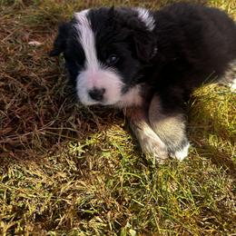 Australian Shepherd Puppies from Hamilton Farms