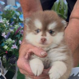 Remy - Red and white male Pomsky puppy in Spring Hill, Florida from PDQ Pomskies
