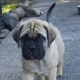 Bullmastiffs from Showdown Kennels