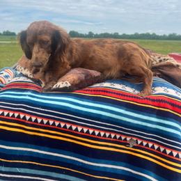 Gracie - Dachshund