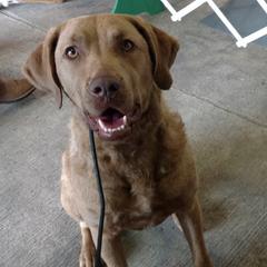 Eve - Chesapeake Bay Retriever